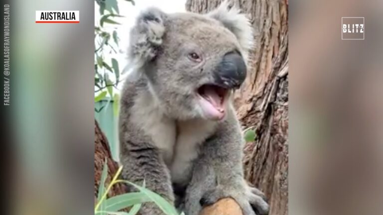 I segreti dei Koala bagnati: la vita avventurosa di questi adorabili marsupiali!