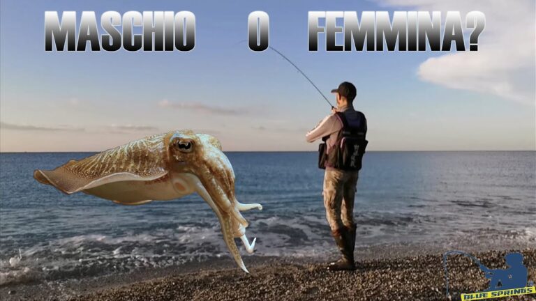 Da Maschio a Femmina: Il Pericoloso Rischio degli Errori di Identit&agrave;?