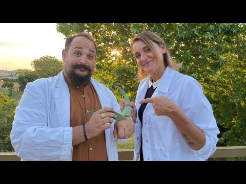 Scopri l’arte dell’erboristeria con un corso gratuito!