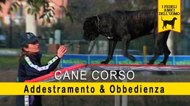 Corso addestramento cani: scopri come risparmiare senza rinunciare alla qualit&agrave;!