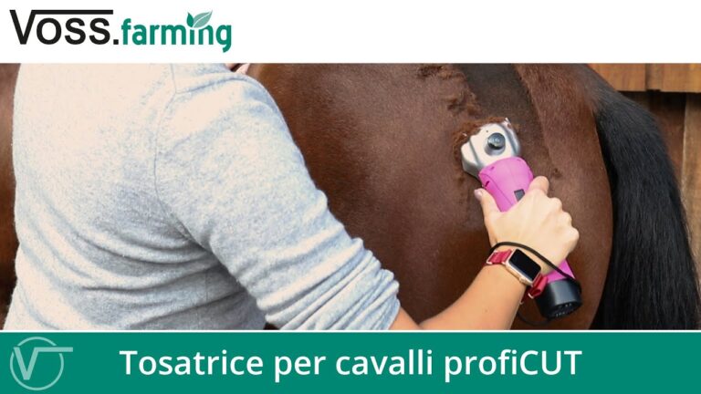 La sorprendente arte delle tosature: quando il cavallo diventa una tela vivente