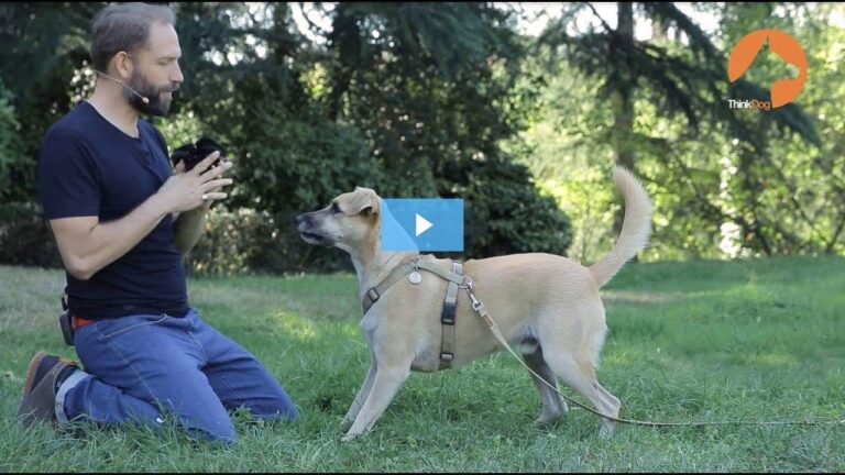 Diventa un Dog Sitter Esperto: Corso Online Gratis